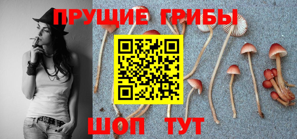 Псилоцибиновые грибы Psilocybine cubensis  Вход с VPN  Балабаново 